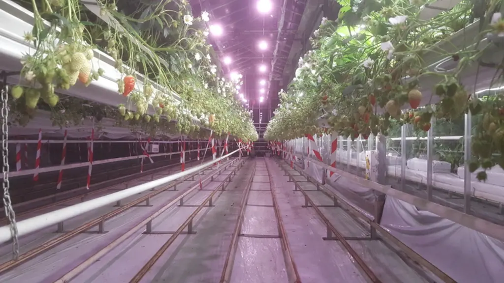 L’éclairage des plants doit débuter dès leur plantation et est réalisé en continu jusqu’à fin décembre. © Caté