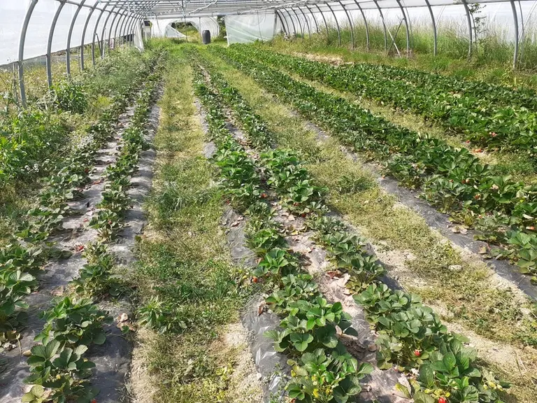 Garder les plants pendant deux années augmente le risque de maladies racinaires et il faudra donc être très vigilant à planter dans des sols sains et