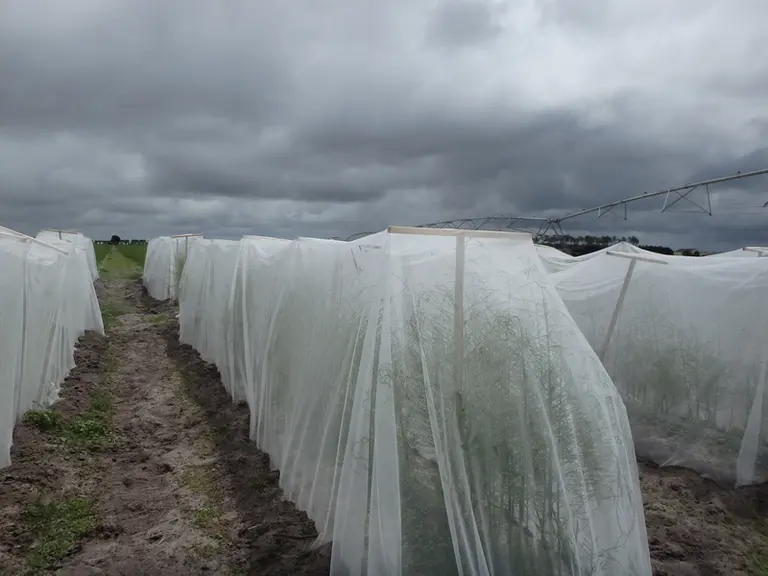 La mise en place de filets insect proof en culture d'asperge est pour le moment inenvisageable en production. © Invenio