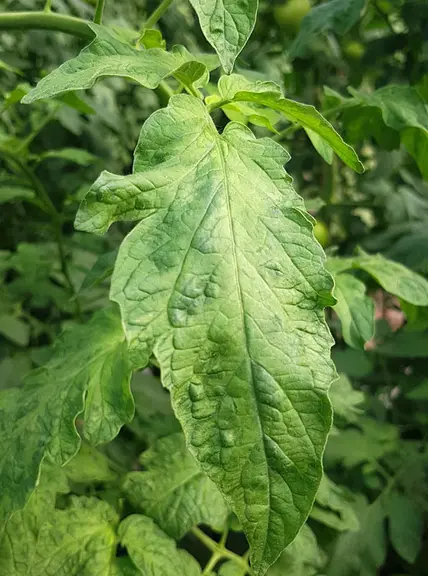 Le ToBRFV sur tomate provoque des déformations foliaires avec jaunissement nervaire, chlorose, marbrure, mosaïque…  © Pascal Gentit / Anses