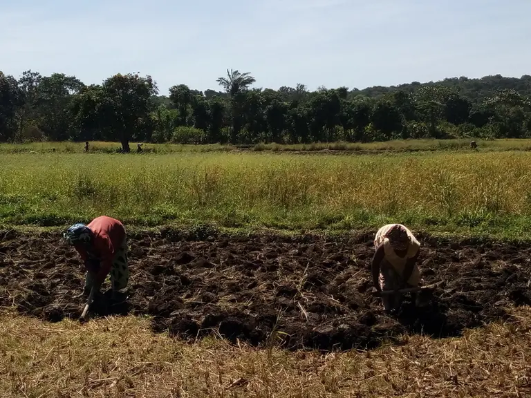 En Guinée, la pomme de terre est cultivée en rotation avec l’arachide, le maïs ou le riz sur trois cycles : avec irrigation durant la saison sèche et