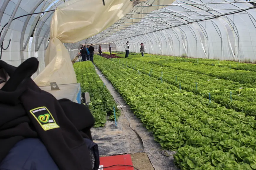 Près de 170 variétés de laitues sont évaluées chaque année, dans le cadre du programme commun CTIFL/Aprel, aussi bien en plein champ que sous abri. ©