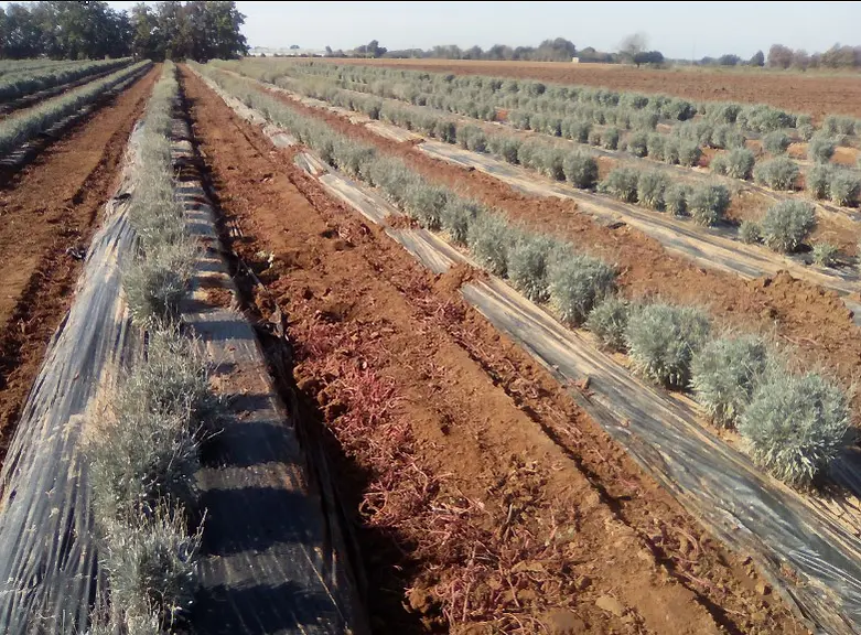 Le guayule est adapté aux conditions pédoclimatiques du sud de la France. Sa culture peut se concevoir dans le cadre d’une diversification.