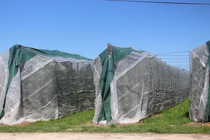 Des filets monorang avec bâches sont installés chez une cinquantaine de producteurs de cerise en France. © A.Lasnier