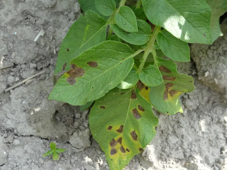 L’alternariose est la seconde maladie foliaire d’importance sur les cultures de pomme de terre.  © Arvalis
