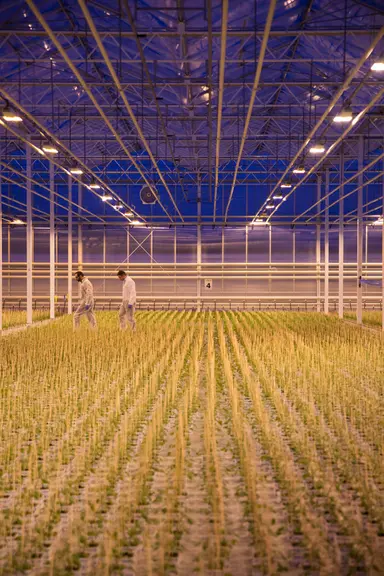 Les producteurs de plants maraîchers sont conduits à des niveaux d’investissement très importants pour renouveler les outils de travail (serres, chaîn