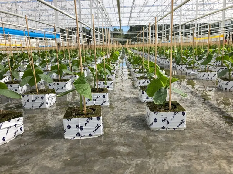 Le subirrigation permet d'améliorer l'homogénéité de la croissance des plants et de réduire la pression sanitaire, comme ici chez le Groupe  Briand Pl