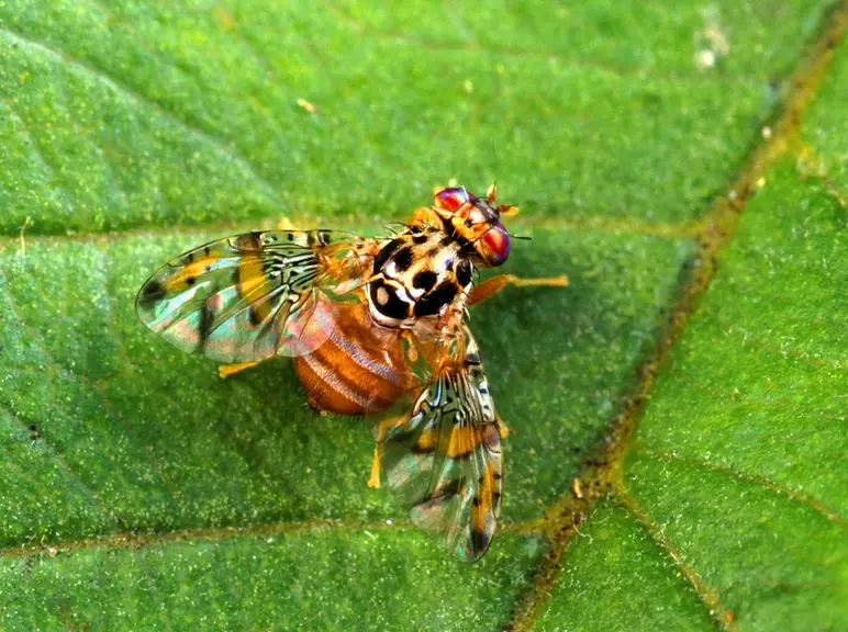 La mouche adulte de Ceratitis capitata se reconnaît à son abdomen brun-jaune rayé de gris. © S. Bauer