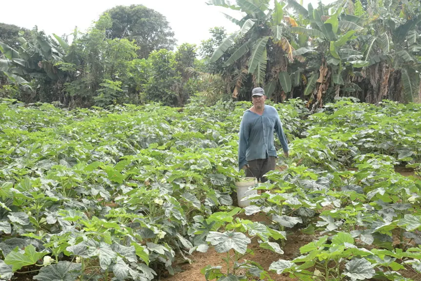 François, petit maraîcher sur l'Ile Maurice, exploite des fruits et légumes sur une île qui cultive essentiellement de la canne à sucre. © T. Joly