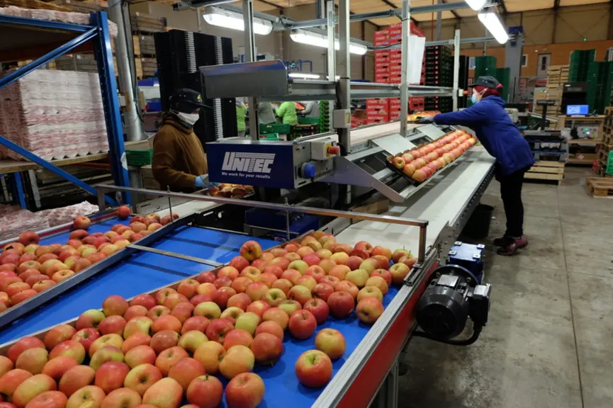 La Cuma emploie 20 permanents et des saisonniers pour manipuler et conditionner les fruits. © C. Reibel
