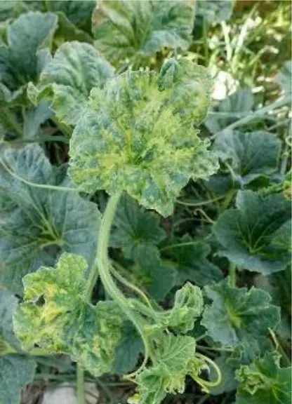 Le ToLCNDV provoque la crispation des feuilles avec des mosaïques et un rabougrissement des plantes. © cabi.org