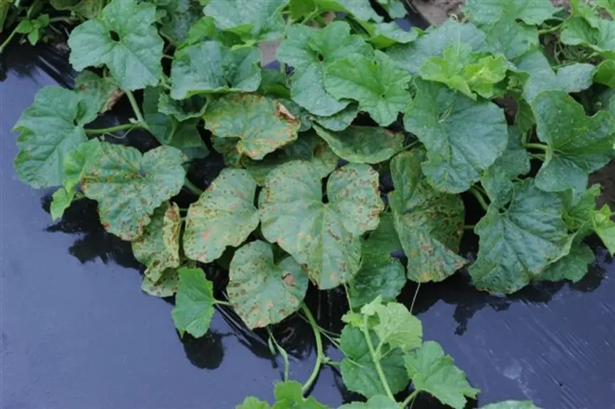Alors qu'il a été très présent sur la campagne, la protection contre le mildiou voit son avenir s'assombrir avec la perte d'usage de mancozèbe.  © D.B