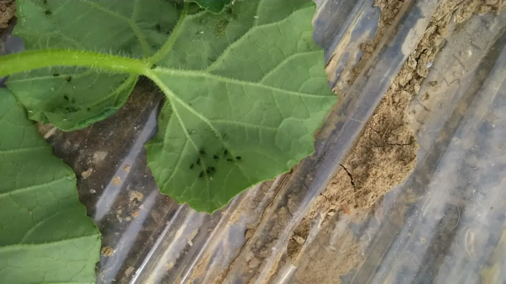 La majorité des virus des plantes a besoin d’un vecteur pour se disséminer. Sur melon, les pucerons jouent principalement ce rôle.  © Sud Expé