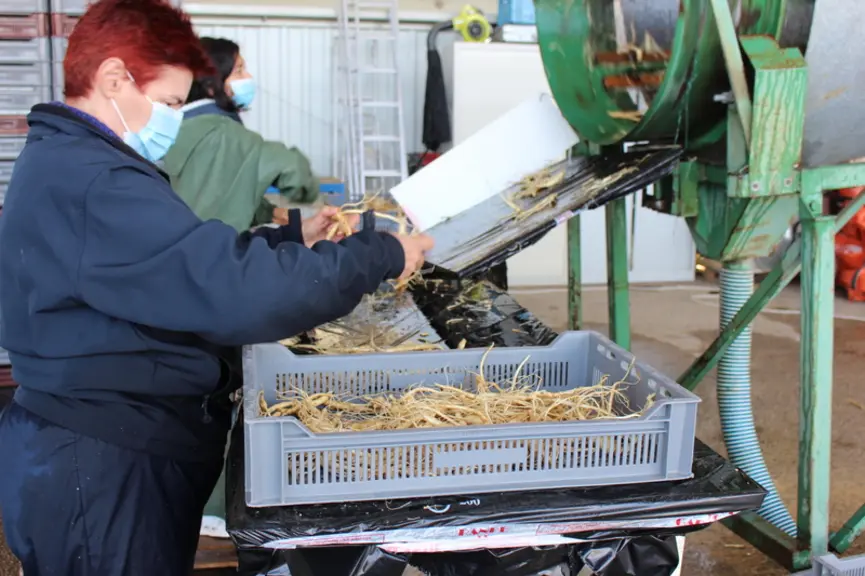 Après récolte, les racines de ginseng sont lavées et triées. © RFL