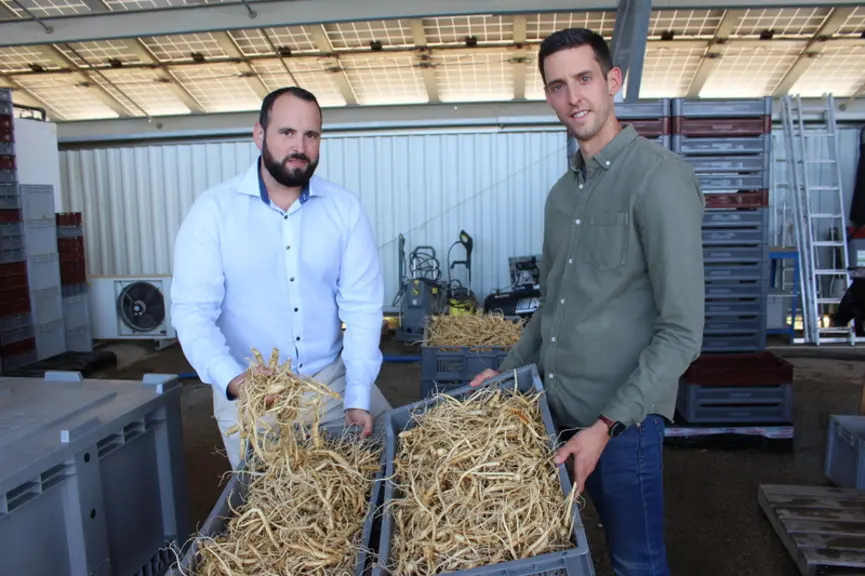 La récolte 2020 des racines de ginseng, issues  de semis de 2014, permettra à Sylvain Latapie et Yohan Benoît de développer la gamme  de produits de J