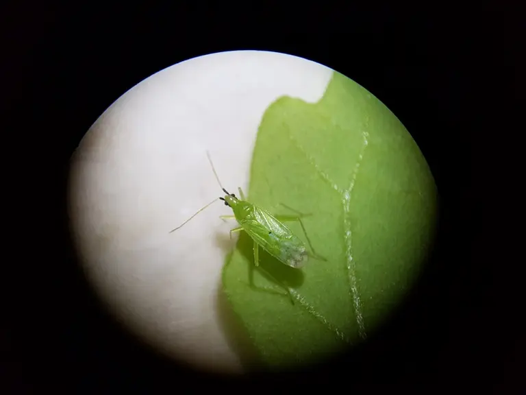 Pour 91% des échantillons observés, la vitalité des Macrolophus était élevée. Ils sont dynamiques et se déplacent rapidement dans les flacons. © APREL