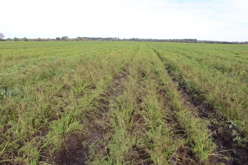 Alternaria dauci réduit les rendements de culture de carotte en diminuant sa surface foliaire et en détruisant ses parties aériennes. © RFL