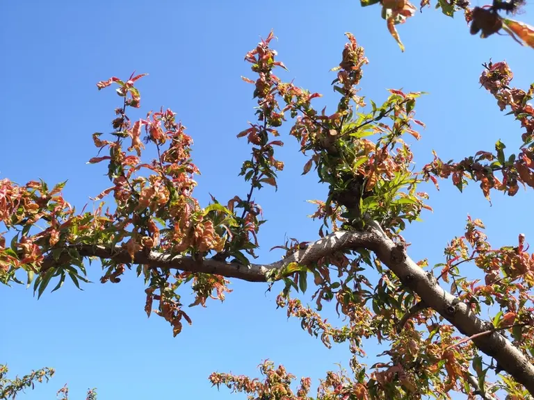 Dans le témoin non traité, près de 400 foyers ont été comptés en moyenne par arbre. © V. Gallia -Sud Expé