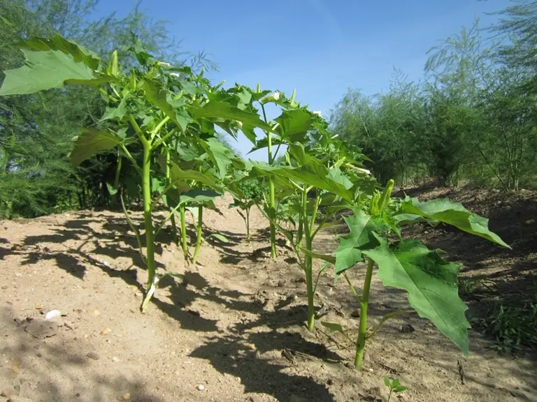 Le datura est une plante estivale envahissante de grande taille. © RFL