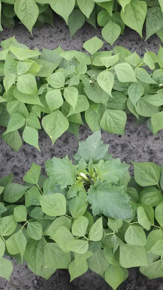Plante toxique, la présence de datura est très préjudiciable dans les cultures de haricots. © Unilet -O.Favaron