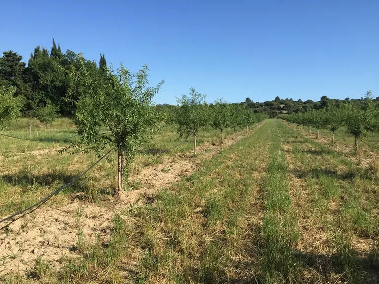La parcelle de référence, conduite en gobelet (6 m x 6 m), comporte toutes les caractéristiques des vergers des producteurs de la région avec les deux