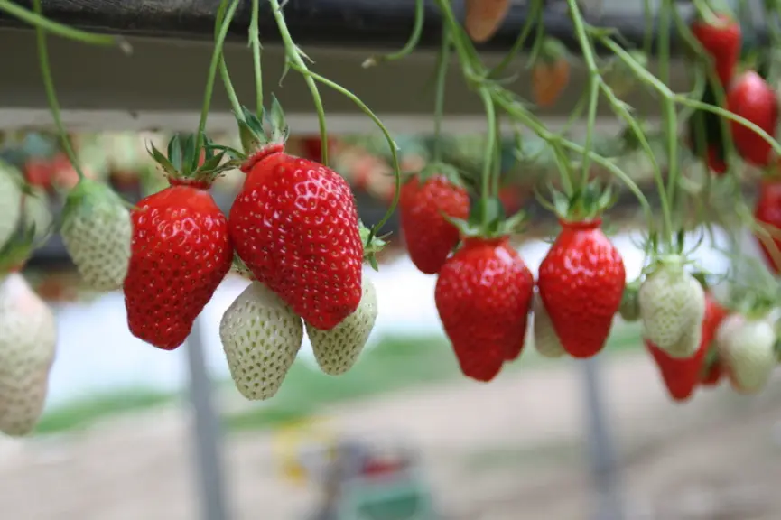 Sur le créneau de la fraise de printemps, Gariguette reste leader sur les étals et est présente dans 90 % des grandes et moyennes surfaces. © rfl