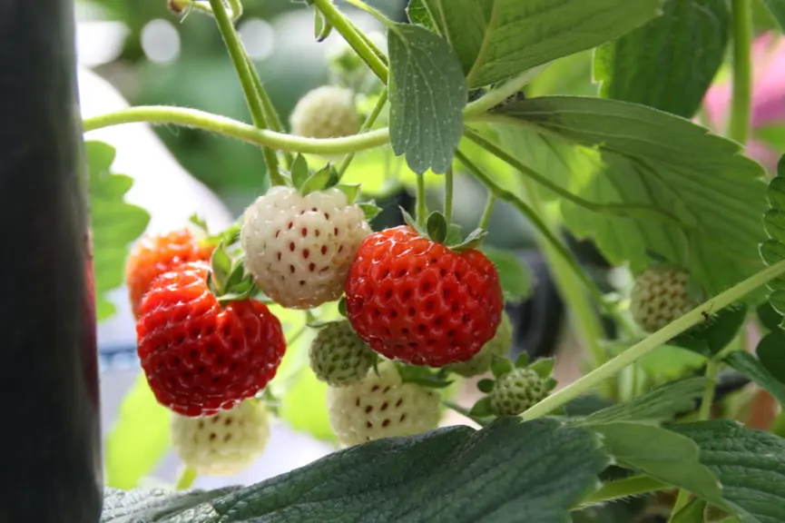 Trop matures, les variétés de fraises blanches virent au rose et  perdent leurs arômes et leur capacité de conservation, ici la variété Anablanca. © R