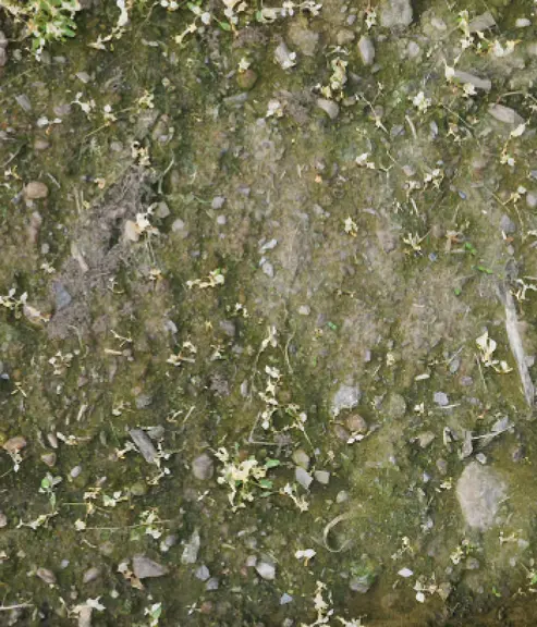 Parcelle traitée avec un herbicide naturel. © Agroscope