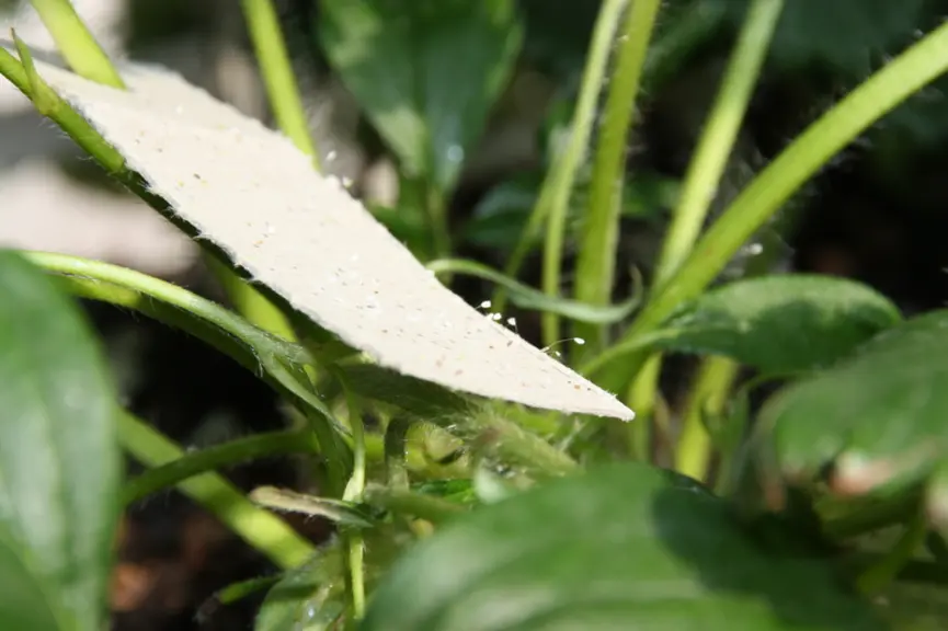 Un des objectifs de la stratégie de déploiement du biocontrôle est de simplifier les procédures administratives pour la dissémination dans l'environne