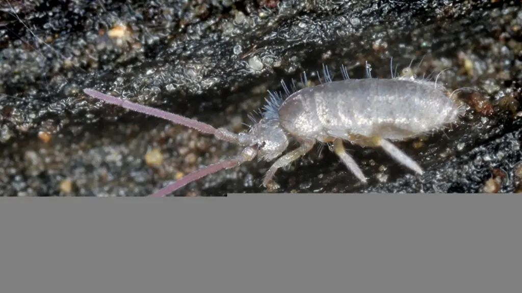Collembole de la famille des Entomobryomorphes (Tomocerus minor) © P. Garcelon