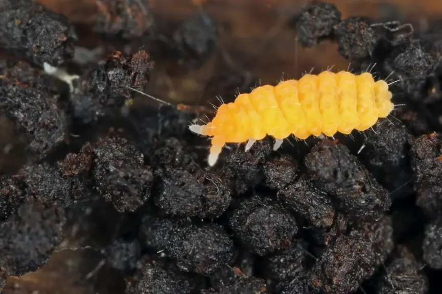 Collembole de la famille des Poduromorphes (Billobella aurentiaca) © P. Garcelon