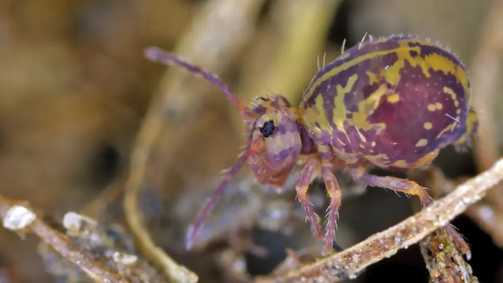 Collembole de la famille des Symphyléones (Dicyrtomina ornata) © P. Garcelon