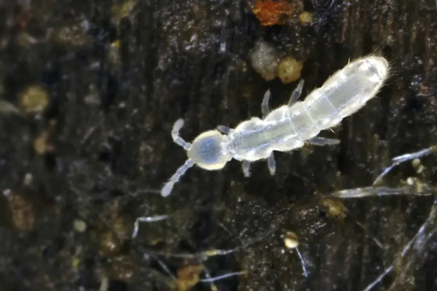 Le collembole Folsomia candida est utilisé en tant que marqueur écotoxicologique de la vie des sols. © P. Garcelon