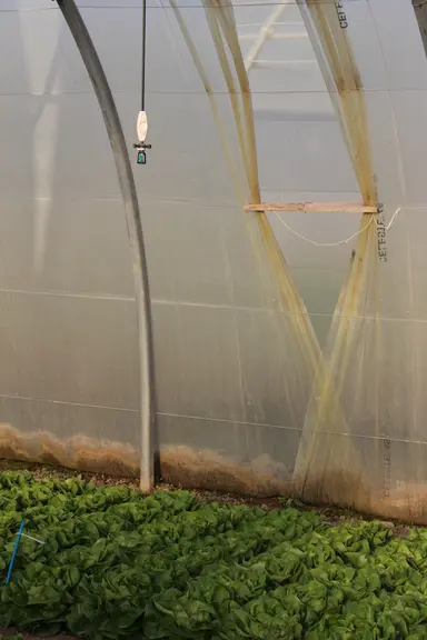 Une attention particulière doit être portée à la gestion du climat et de l’irrigation.  © RFL