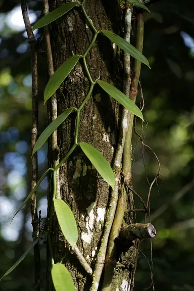 Les troncs de la forêt tropicale servent de tuteur naturel aux vanilliers. © D-L Aubert-DAAF Guadeloupe