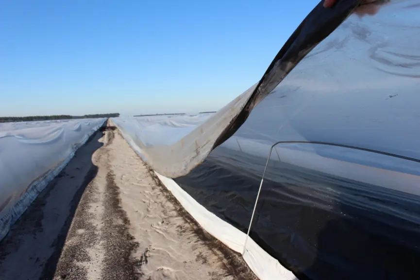 La configuration mini-tunnel + plastique noir est la combinaison la plus thermique qui apporte le plus de précocité puis de régularité de production.