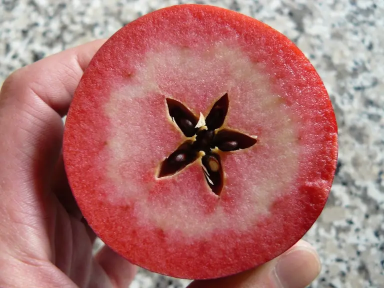 Pomme rouge à chair rouge, Red love est produite en agriculture biologique. © Sica PomAlpes