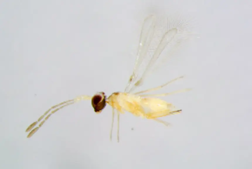 Anagrus atomus, parasitoïde des cicadelles © S. Schmidt, SNSB