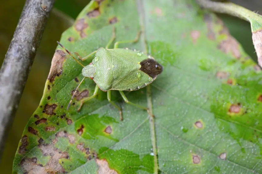 Les dégâts de punaises phytophages, comme Palomena prasina, sont significativement réduits par l'installation de filets insect-proof dans les vergers.