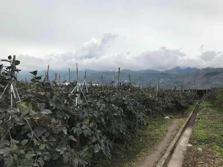 En Equateur, berceau botanique de la plante, le tamarillo se cultive entre 1 000 et 3 000 m d’altitude. © Y.Narbesla