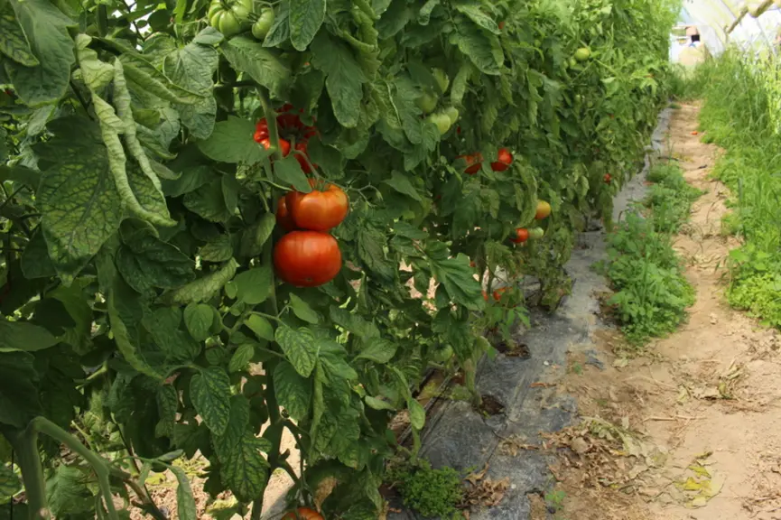 Un pied de tomate consomme de 2 à 3 litres d'eau par jour par forte chaleur. © RFL