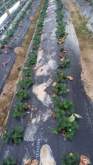 L'Aprel a mis en place une culture de fraise plantée sur paillage biodégradable en comparaison avec un paillage plastique traditionnel. © C. Zambujo