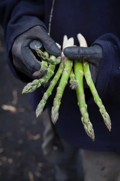 Les asperges australiennes sont beaucoup plus épaisses que celles produites au Japon et celles importées du Mexique. © T. Kelder Schuring