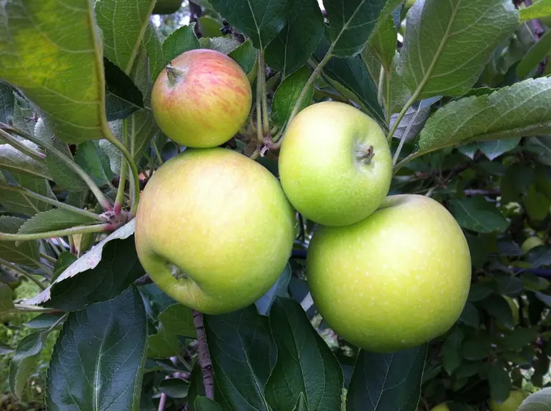 Les fruits pygmées sont des fruits qui ne grossissent pas. Ils sont favorisés par certains mélanges hormonaux. © SudExpé