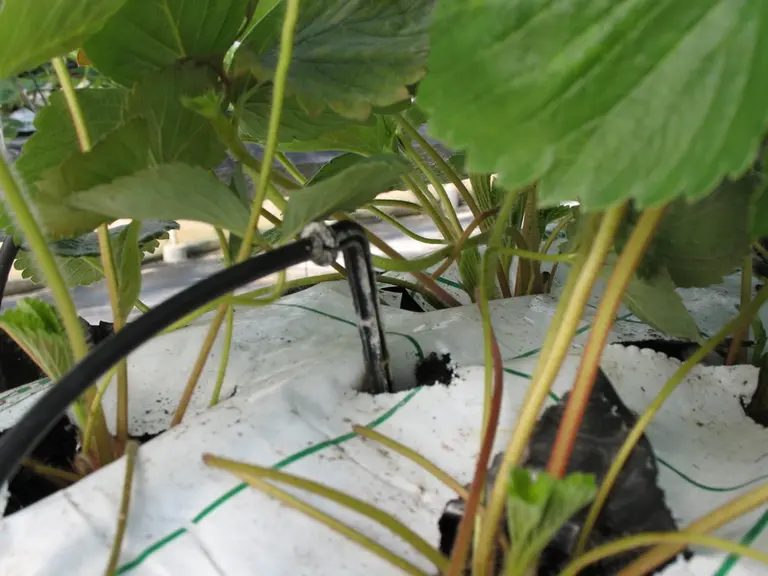 Il est essentiel d’ajuster la conduite de l’irrigation en durée et fréquence à l’évolution des substrats sur le cycle de la culture. © RFL