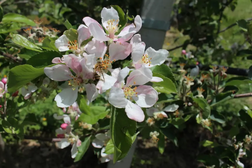 L'ANPP estime "irréaliste la définition de  zone de butinage" rendant le projet d’arrêté abeilles totalement inapplicable. © RFL