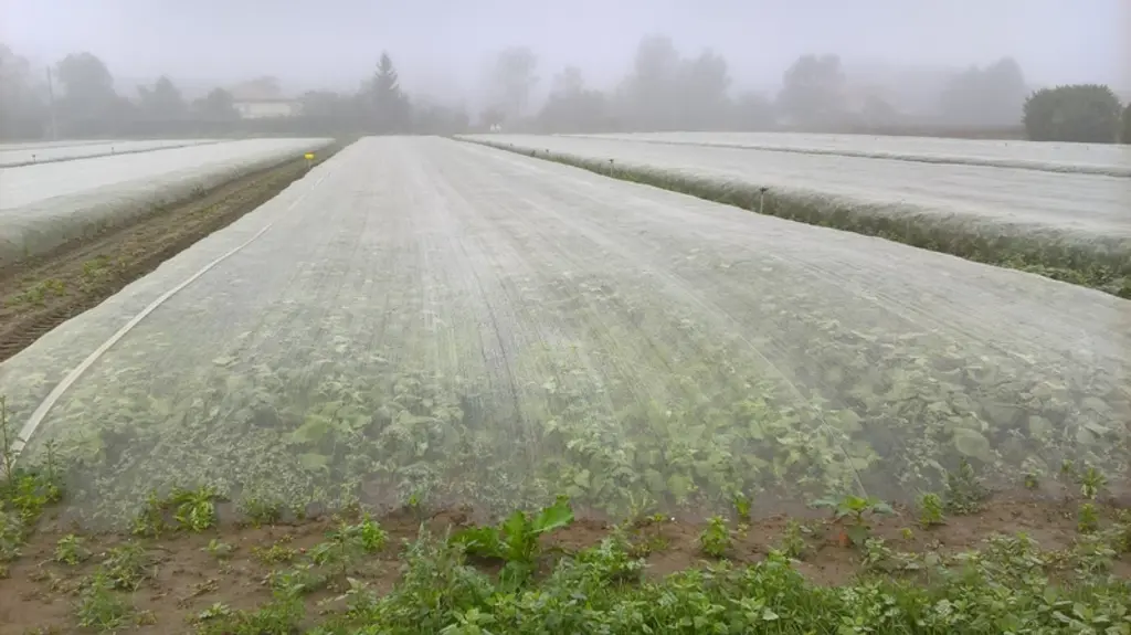 Les  méthodes de protection sans intrant, pièges sélectifs, huiles, voiles et comme ici les filets, sont étudiées dans le projet ZERO-PH(F)YTO F&L(G)