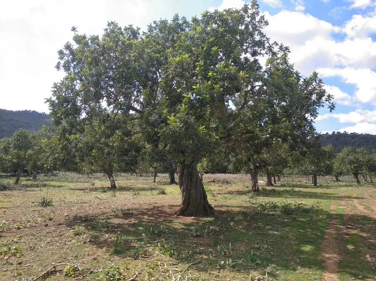 La caroubier est un arbre traditionnel aux îles Baléares, qui trouvent un intérêt commercial croissant à une production plus intensive. © APAEMA