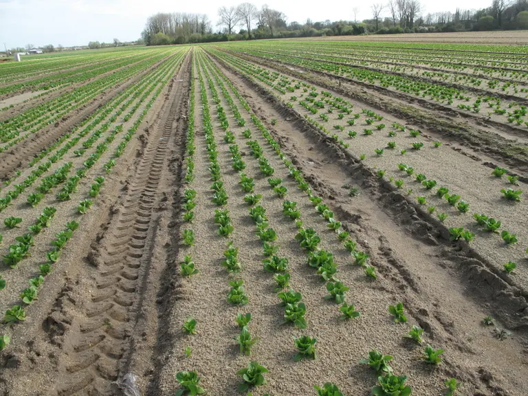 La production de sucrine en France est surtout développée en région nantaise, par Océane. © V. Bargain