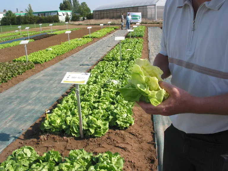 Les industriels recherchent des salades faciles à manipuler et à déliter.  © RFL